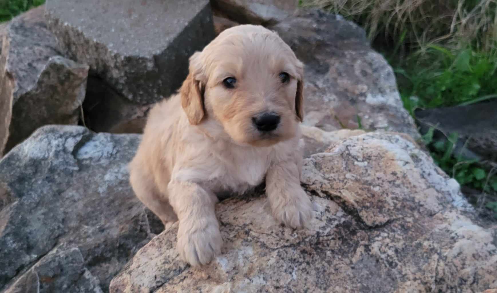 puppy, for, sale, Poodle Standard/Golden Retriever, Lana  Arnall, dog, breeder, Hartville, MO, dog-breeder, puppy-for-sale, forsale, nearby, find, puppyfind, locator, puppylocator, aca